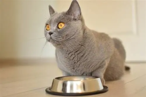 gato británico de pelo corto comiendo