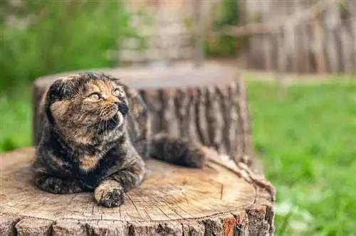 chat écaille de tortue pli britannique