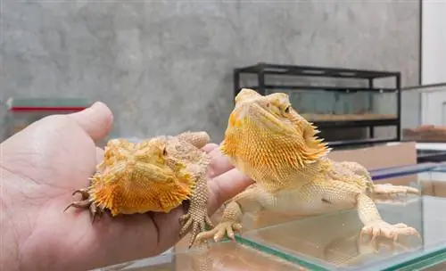 Paano Gupitin ang Aking Mga Kuko ng Bearded Dragons? 4 Mga Hakbang na Sinuri ng Vet