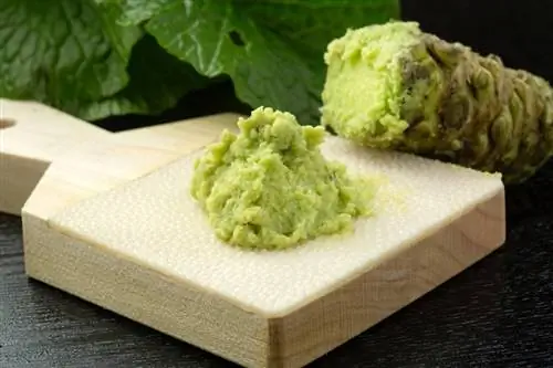 I gatti possono mangiare il wasabi? Cosa hai bisogno di sapere