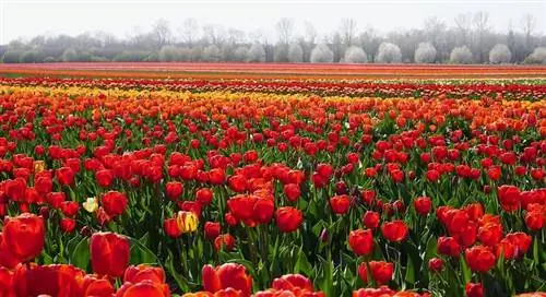 padang tulip