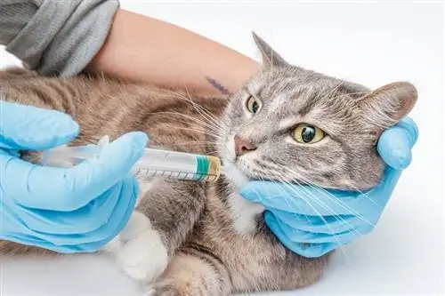 el veterinario alimenta al gato con una jeringa