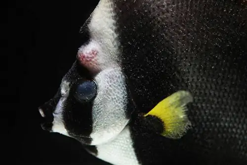 Pesce farfalla marino con malattia del velluto