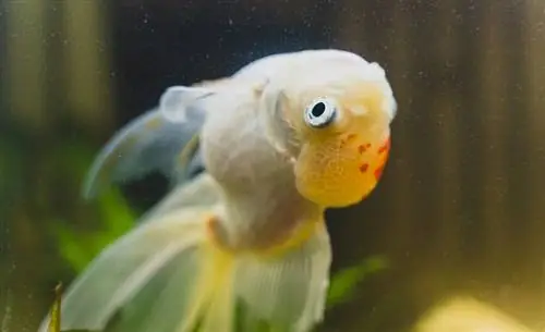 Sick-goldfish-swims-upside-down_M-Production_shutterstock