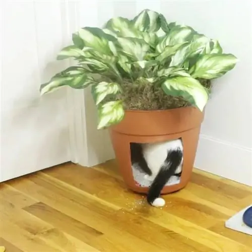 Flowerpot DIY Litter Box Bao vây