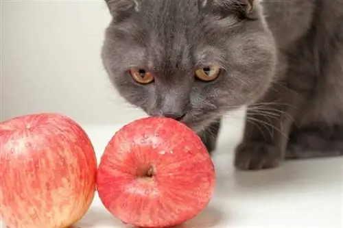 chat qui sent les pommes