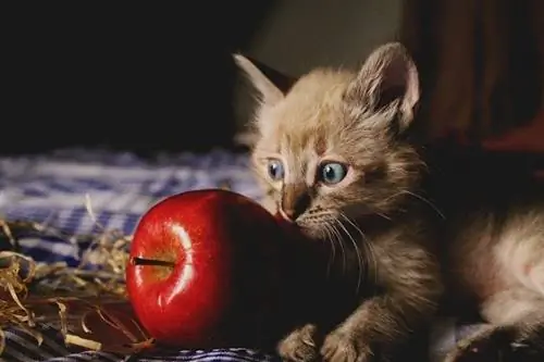 chat avec pomme