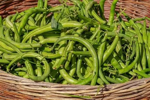 haricots verts