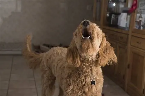 Ladrido de perro garabato marrón