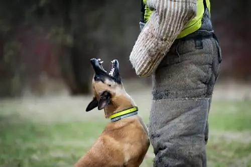 Perro belga malinois ladra frente a su dueño