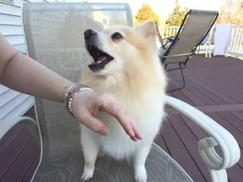 Perro Pomerania ladrando a su dueño