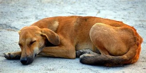 Tại sao con chó của tôi ngáy? Tôi có nên hành động? (Vet trả lời)