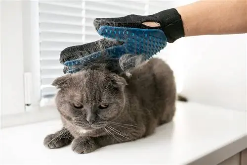 গ্লাভস সঙ্গে বিড়াল brushing