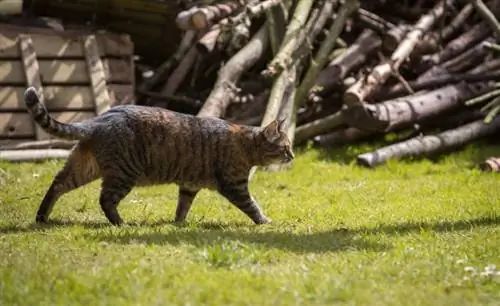 naminių kačių medžioklės grobis