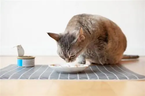 Nahaufnahme einer getigerten Katze, die neben einem auf dem Holzboden platzierten Keramikteller sitzt und frisst