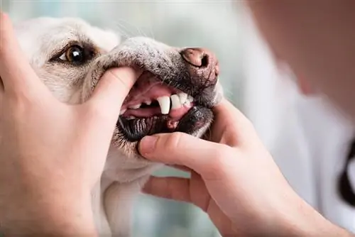 Lip Fold Pyoderma sa Mga Aso (Sagot ng Vet): Mga Sanhi, Mga Palatandaan & Mga Paggamot