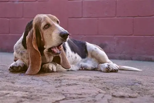 Basset Hound sentado y masticando comida