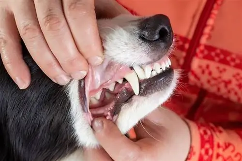 Veterinær sjekker hundens munn