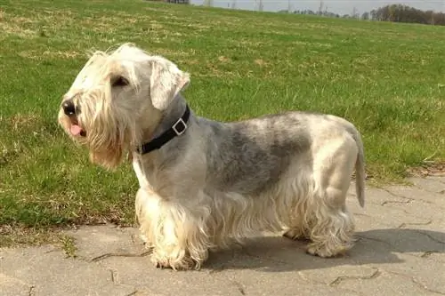 Cesky Terrier de pie sobre un camino