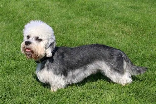 Dandie Dinmont Terrier souriant