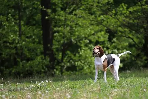 ინგლისური Foxhound