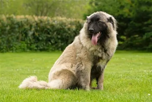 Chien de montagne d'Estrela