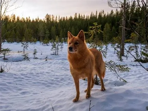 Spitz finlandés