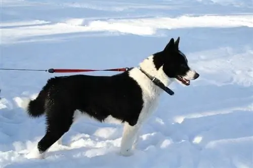 Perro oso de Carelia de pie en la nieve