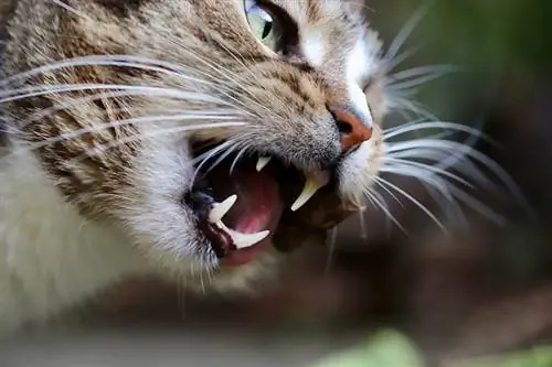 nærbillede af kattens tænder