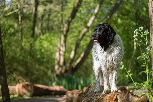 Stabyhoun frison humide pose dans le parc