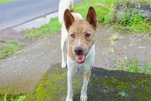 perro telomio feliz