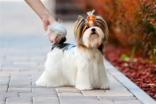 Biewer terrier en el camino de piedra