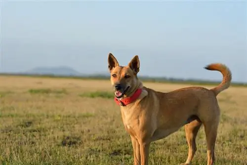 Captura de pantalla de un lindo perro marrón de Carolina en el campo de hierba en un día soleado