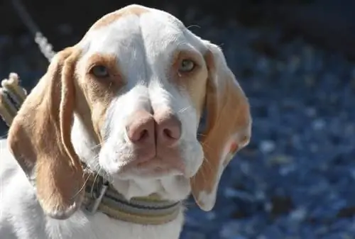 Tarsus Catalburun raza de perro puntero turco