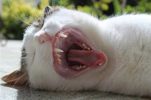 Quantos dentes os gatos têm?