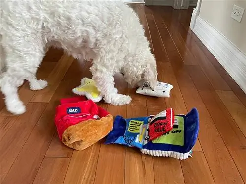 um cachorro branco brincando com os brinquedos do barkbox