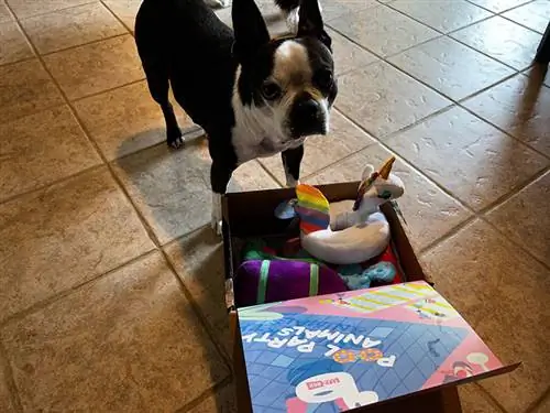 um cachorro parado ao lado de uma caixa de animais de festa na piscina aberta