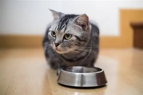 Chat américain à poil court mangeant