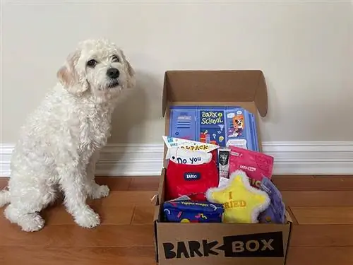 een witte hond met de barkbox-abonnementsdoos