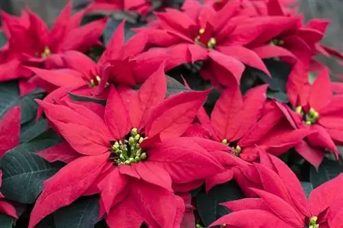 Poinsettia