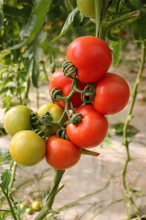 tomatplante