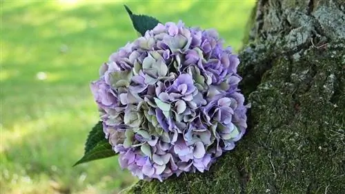 Hortensia plante