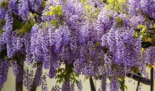 Wisteria plante