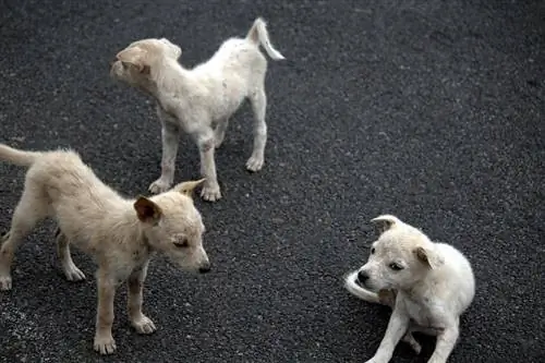 Արդյո՞ք Puppy Mills-ը անօրինական է: Օրենքներ, ուղեցույց & Էթիկա 2023 թ