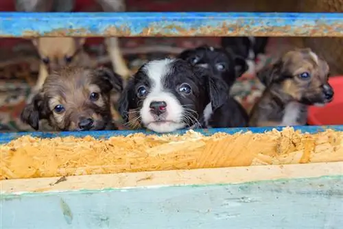 მაწანწალა ლეკვები Puppy Mill Shelter