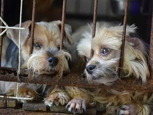 Chuồng chó Puppy Mill