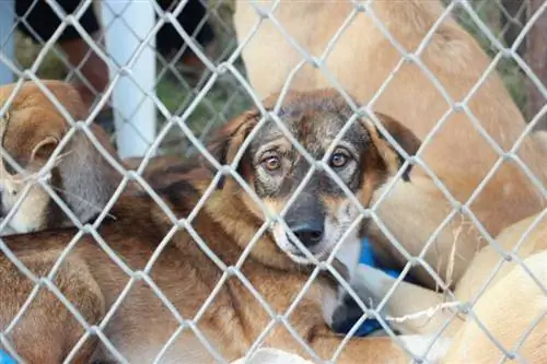 gabbia per cani resistente