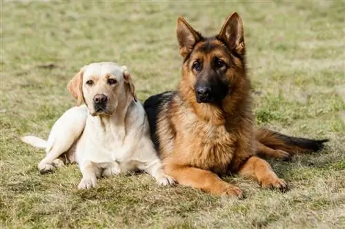 Dua teman gembala jerman dan labrador retriever duduk di rumput hijau