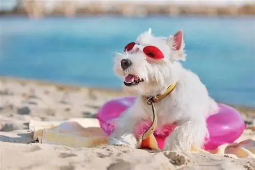 Westie na peščeni plaži gleda navzgor