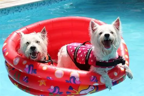 Westies-Schwimmen